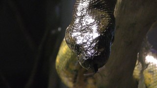 Green anaconda & Reticulated python (Suma Aqualife Park, Hyogo, Japan) December 17, 2018