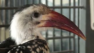アカハシコサイチョウ (めっちゃおもろい動物園) 2021年10月7日