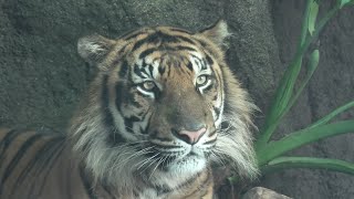 Sumatran tiger (KOBE ANIMAL KINGDOM, Hyogo, Japan) September 28, 2020