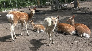 Hokkaido Sika Deer (Abira Town Deer Park, Hokkaido, Japan) June 18, 2019