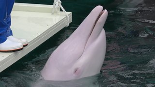 ホワイトハンドウイルカ　White bottlenose dolphin