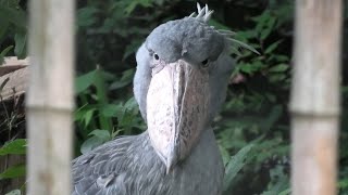 Shoebill (Ueno Zoological Gardens, Tokyo, Japan) September 11, 2020