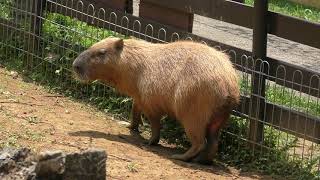 Capybara (Southeast Botanical Gardens, Okinawa, Japan) May 12, 2019