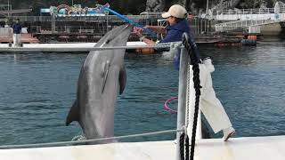 Dolphin show (Tsukumi Dolphin Island, Oita, Japan) December 8, 2019
