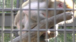 Japanese macaque (Tokushima Zoo, Tokushima, Japan) March 2, 2019