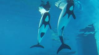 イロワケイルカ (鳥羽水族館) 2022年7月17日