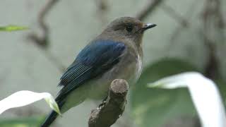 Blue-and-White Flycatcher (Ueno Zoological Gardens, Tokyo, Japan) May 26, 2018