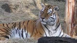 Siberian tiger (Toyohashi Zoo and Botanical Park, Aichi, Japan) January 4, 2018