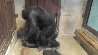 謎の遊びをするチンパンジー (東山動植物園) 2017年11月18日