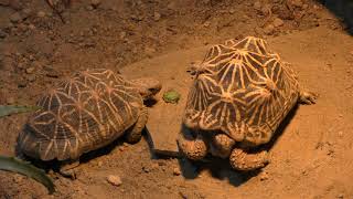 Indian star tortoise (IZoo, Shizuoka, Japan) March 17, 2018