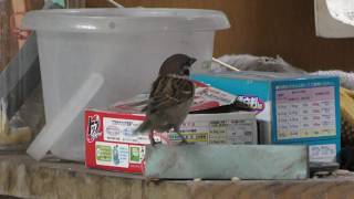 Tree Sparrow (Tokyo Port Wild Bird Park, Tokyo, Japan) December 2, 2018