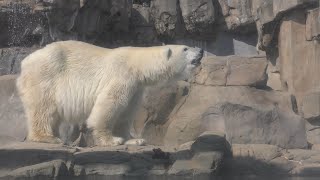 Polar bear (Oji Zoo, Hyogo, Japan) October 27, 2019