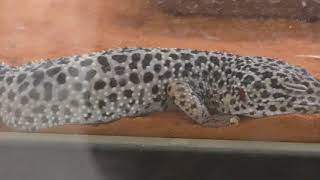 Common leopard gecko (Nogeyama Zoological Gardens, Kanagawa, Japan) December 16, 2017