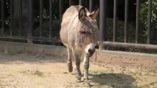Donkey (TOBE ZOOLOGICAL PARK OF EHIME PREF., Ehime, Japan) March 25, 2018