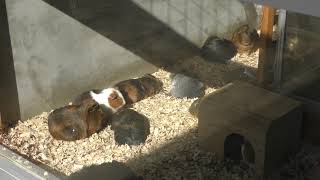 Guinea pigs (Iida City Zoo, Nagano, Japan) January 19, 2019
