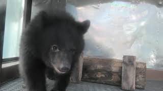 Baby Japanese black bear (Aso Cuddly Dominion, Kumamoto, Japan) December 7, 2019