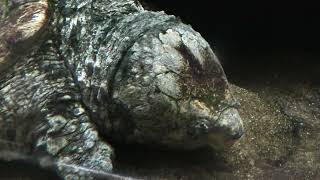 Alligator snapping turtle (Higashiyama Zoo and Botanical Gardens, Aichi, Japan) July 22, 2021