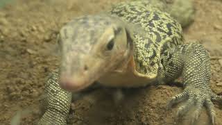 Yellow head monitor (Higashiyama Zoo and Botanical Gardens, Aichi, Japan) July 22, 2021