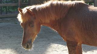 Guoxia pony (Oji Zoo, Hyogo, Japan) August 11, 2023