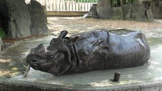 Greater one-horned rhino (Higashiyama Zoo and Botanical Gardens, Aichi, Japan) July 22, 2021