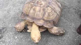 African spurred tortoise (MISAKI KOEN Amusement Park, Osaka, Japan) August 26, 2017