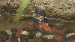 シナロアミルクヘビ (日本平動物園) 2017年12月10日