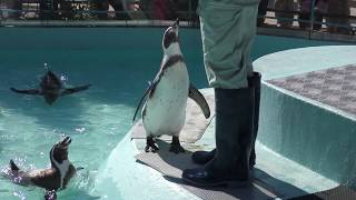 フンボルトペンギン のパクパクタイム (須坂市動物園) 2018年11月3日