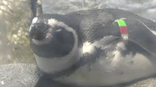 フンボルトペンギン (新江ノ島水族館) 2018年8月26日