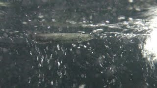 ピラルク の幼魚 (響灘緑地グリーンパーク・熱帯生態園) 2019年4月25日