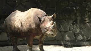 Eastern black rhinoceros (Ueno Zoological Gardens, Tokyo, Japan) August 23, 2018