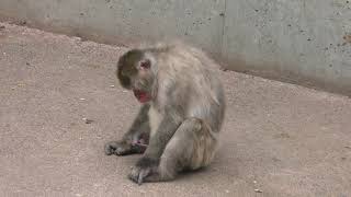 Japanese macaque (Obihiro Zoo, Hokkaido, Japan) July 6, 2019