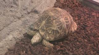 Indian star tortoise (Higashiyama Zoo and Botanical Gardens, Aichi, Japan) July 22, 2021
