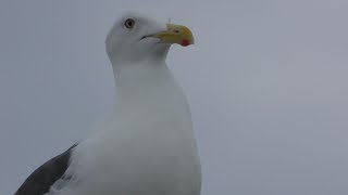 Slaty-backed gull (Yagishiri island, Hokkaido , Japan) June 21, 2019
