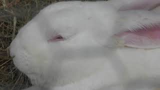 ジャパニーズホワイト　Japanese white rabbit