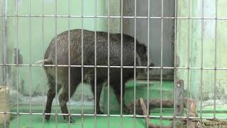 Wild boar (Okinawa Zoo & Museum, Okinawa, Japan) May 13, 2019