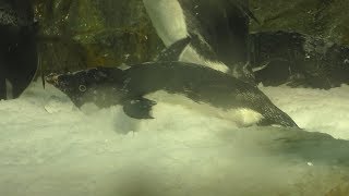 氷上のアデリーペンギン (海遊館) 2017年11月4日