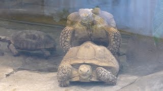 African spurred tortoise (Shizuoka Municipal Nihondaira Zoo, Shizuoka, Japan) December 10, 2017