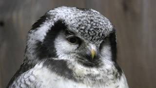 オナガフクロウ　Northern hawk owl