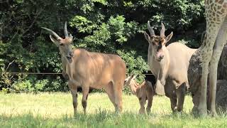 Eland (Toyohashi Zoo and Botanical Park, Aichi, Japan) January 1, 1970