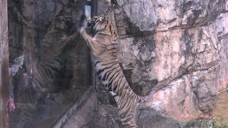 ネコのように遊ぶスマトラトラ (上野動物園) 2017年10月29日