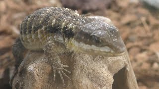 Tropical girdled lizard (Hibiki Nada Green Park. HIBIKI ANIMAL WORLD, Fukuoka, Japan) April 25, 2019