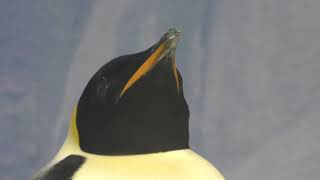 ペンギン目　Sphenisciformes