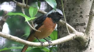 Daurian redstart (Toyohashi Zoo and Botanical Park, Aichi, Japan) January 1, 1970