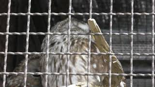 Owl (Himeji city zoo, Hyogo, Japan) February 16, 2019