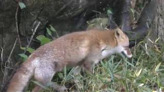 Japanese Red Fox (Yokohama Zoological Gardens 