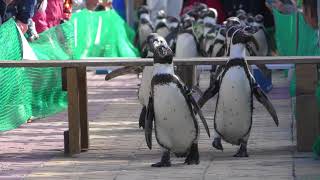 ペンギン障害物競走 (南知多ビーチランド) 2017年11月19日