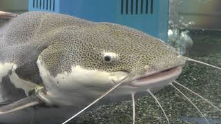 南米アマゾン川にすむ魚 (赤塚山公園 ぎょぎょランド) 2019年1月23日