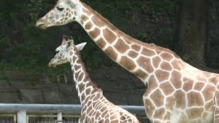 Reticulated giraffe (Higashiyama Zoo and Botanical Gardens, Aichi, Japan) July 22, 2021