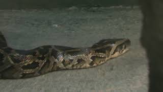 Burmese python (Higashiyama Zoo and Botanical Gardens, Aichi, Japan) November 18, 2017