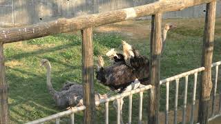 Common ostrich (Okinawa Zoo & Museum, Okinawa, Japan) May 12, 2019